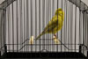Fife Canary